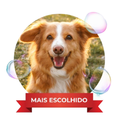 Instagram_Post_Banho_e_Tosa_Verde_e_Amarelo-removebg-preview-1.png